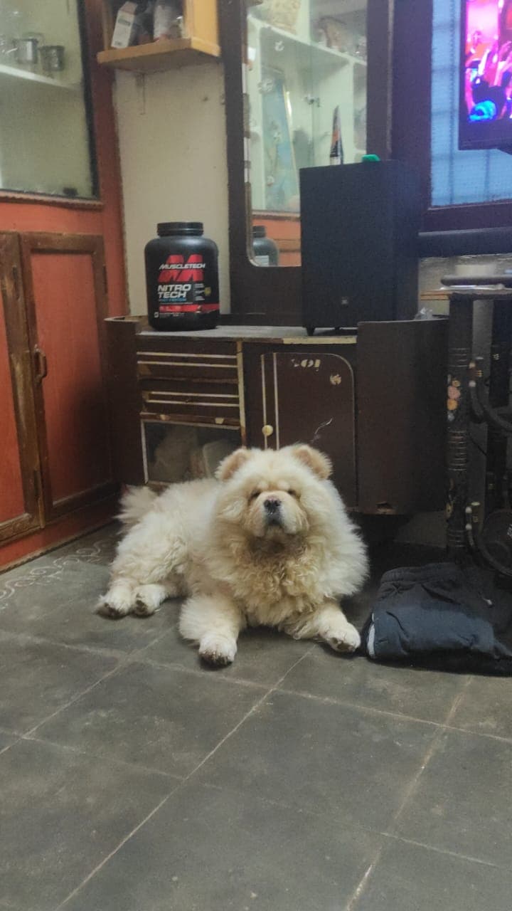 Chow Chow at Danny Pet Store - Photo 1