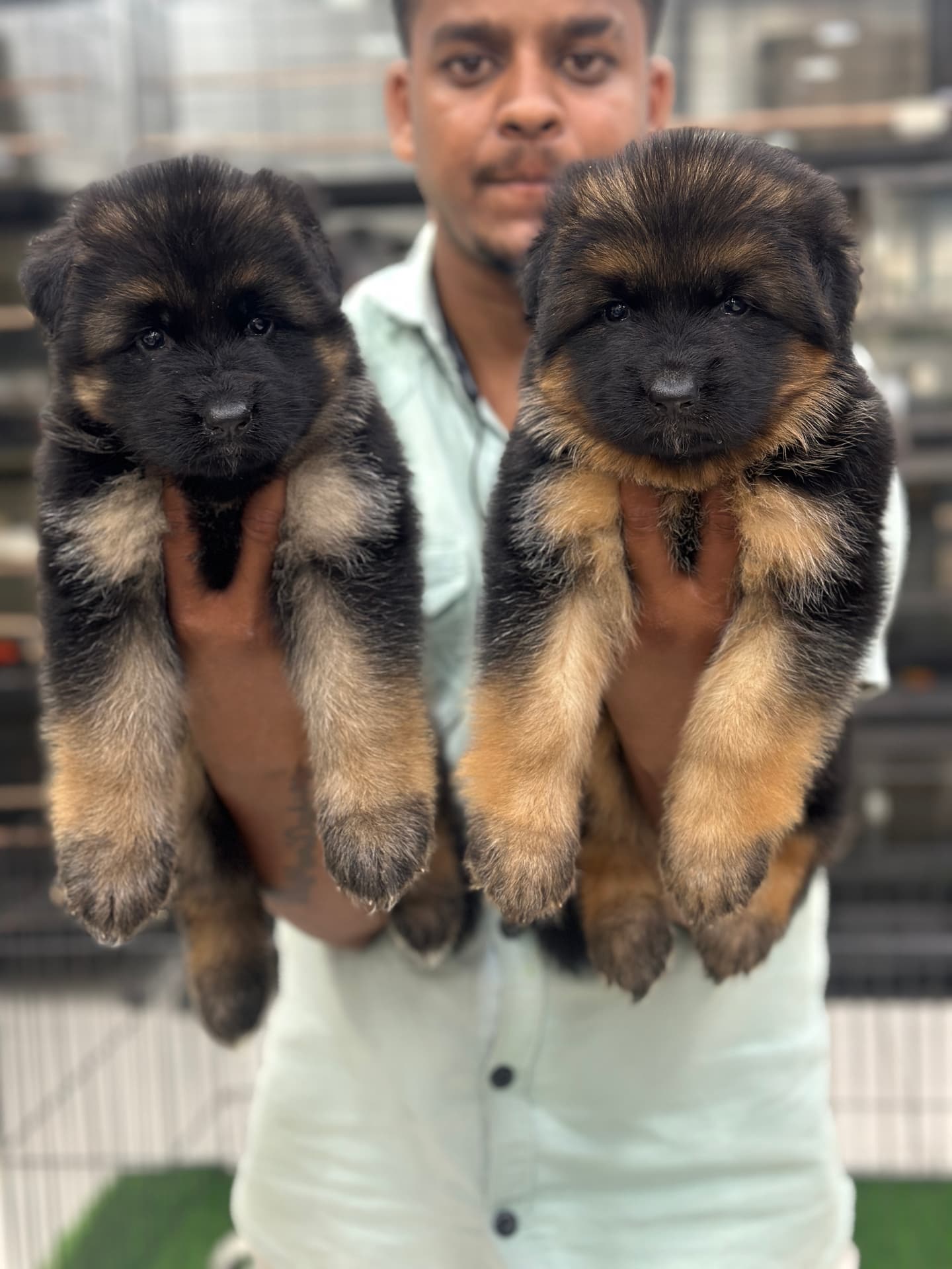German Shepherd at Danny Pet Store - Photo 4