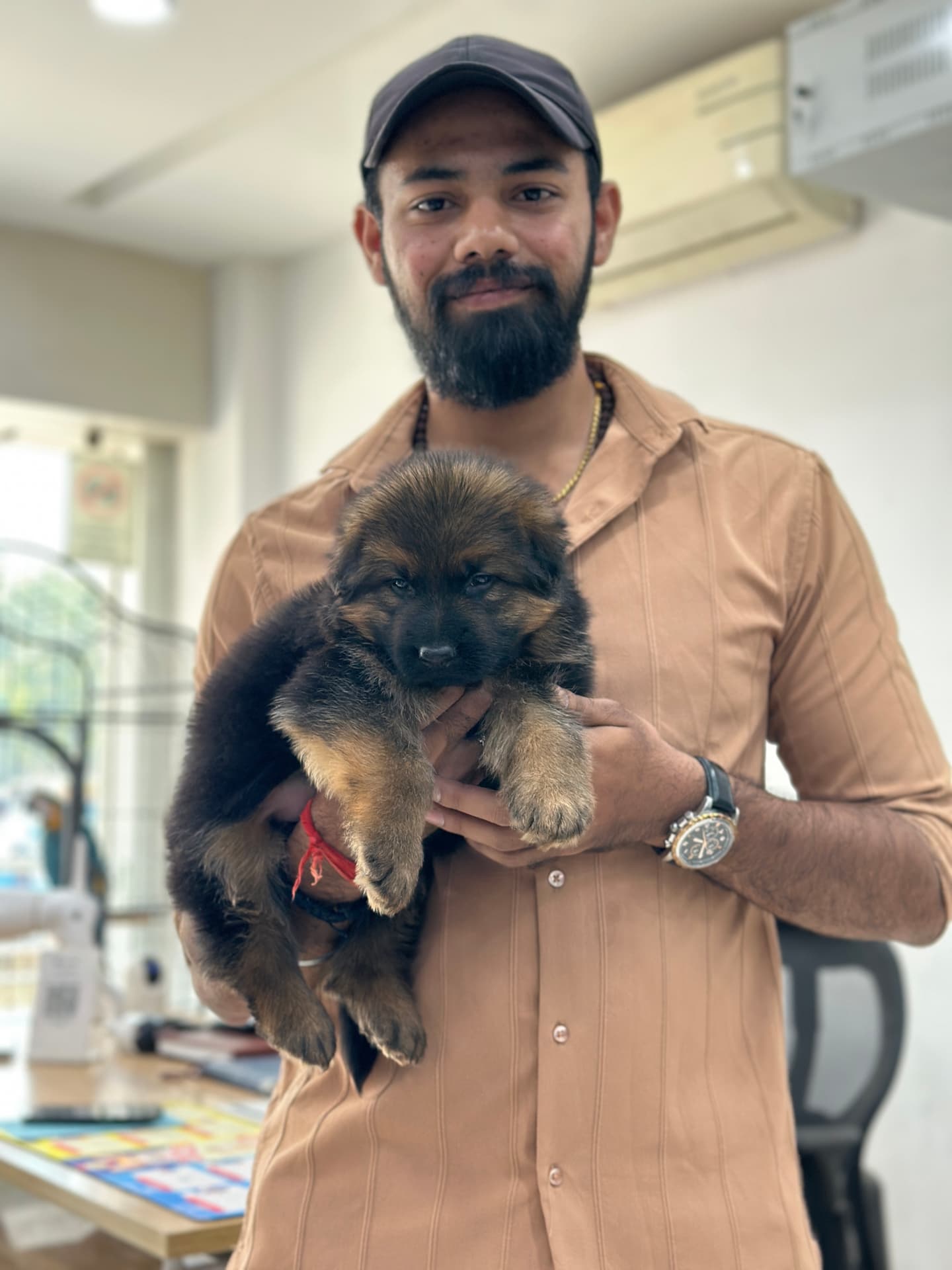 German Shepherd at Danny Pet Store - Photo 3