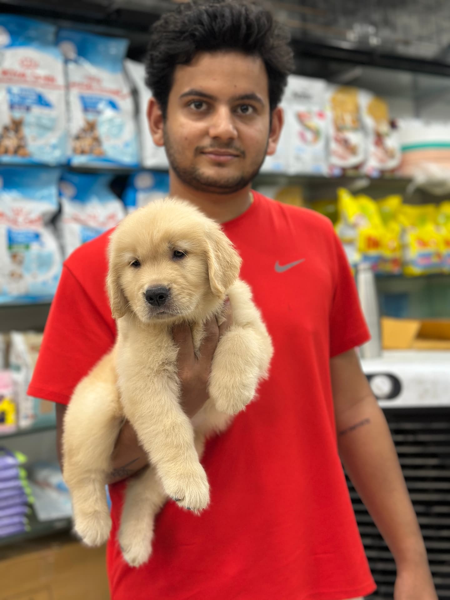Golden Retriever at Danny Pet Store - Photo 22