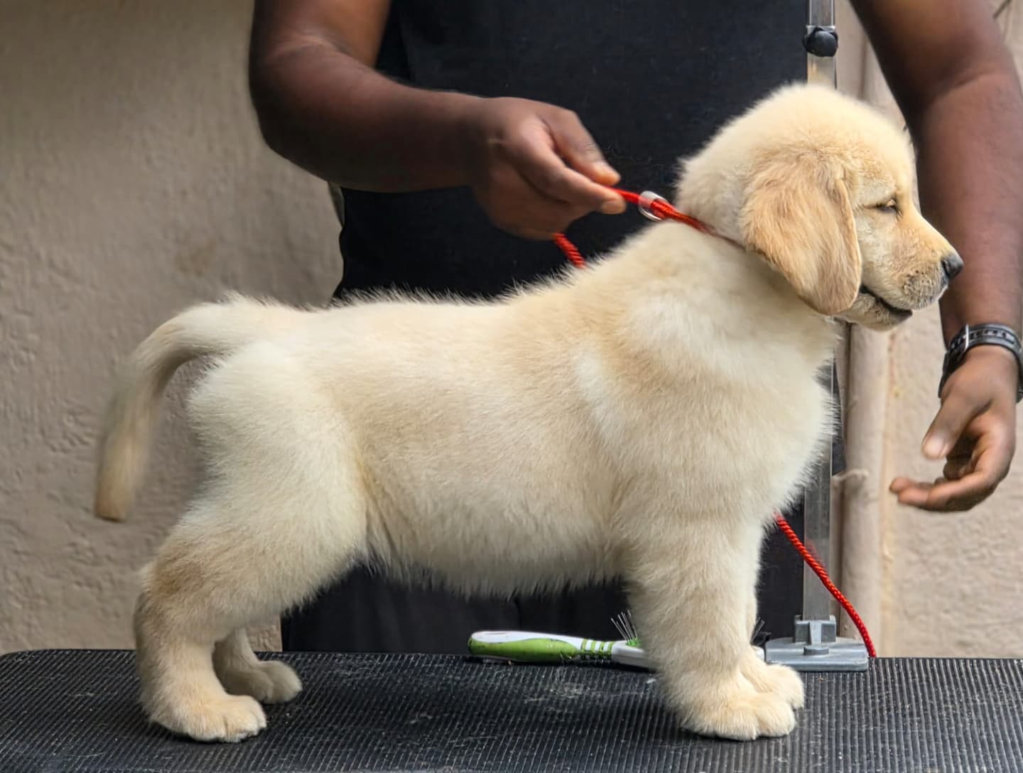 Golden Retriever at Danny Pet Store - Photo 21