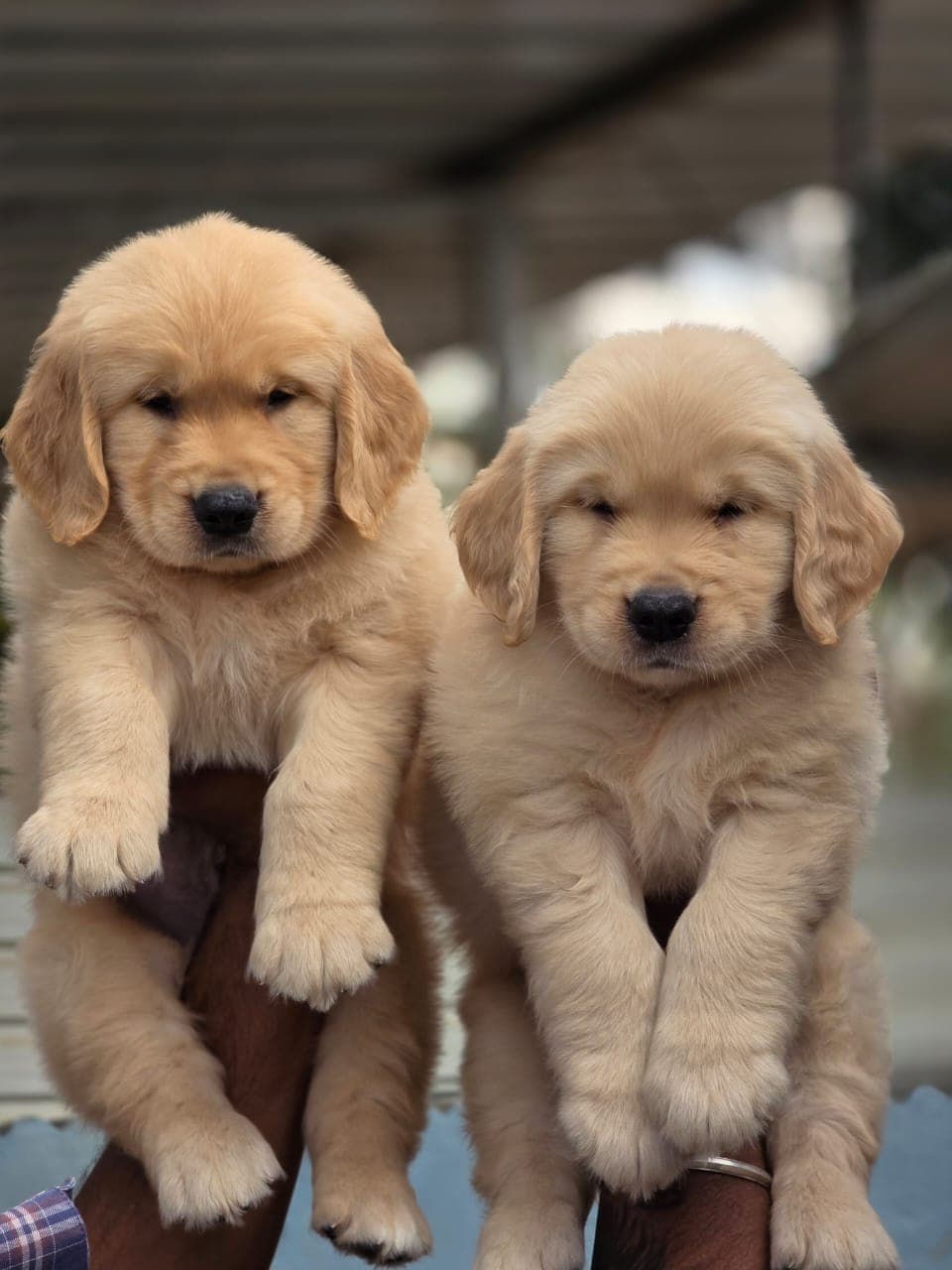 Golden Retriever at Danny Pet Store - Photo 16