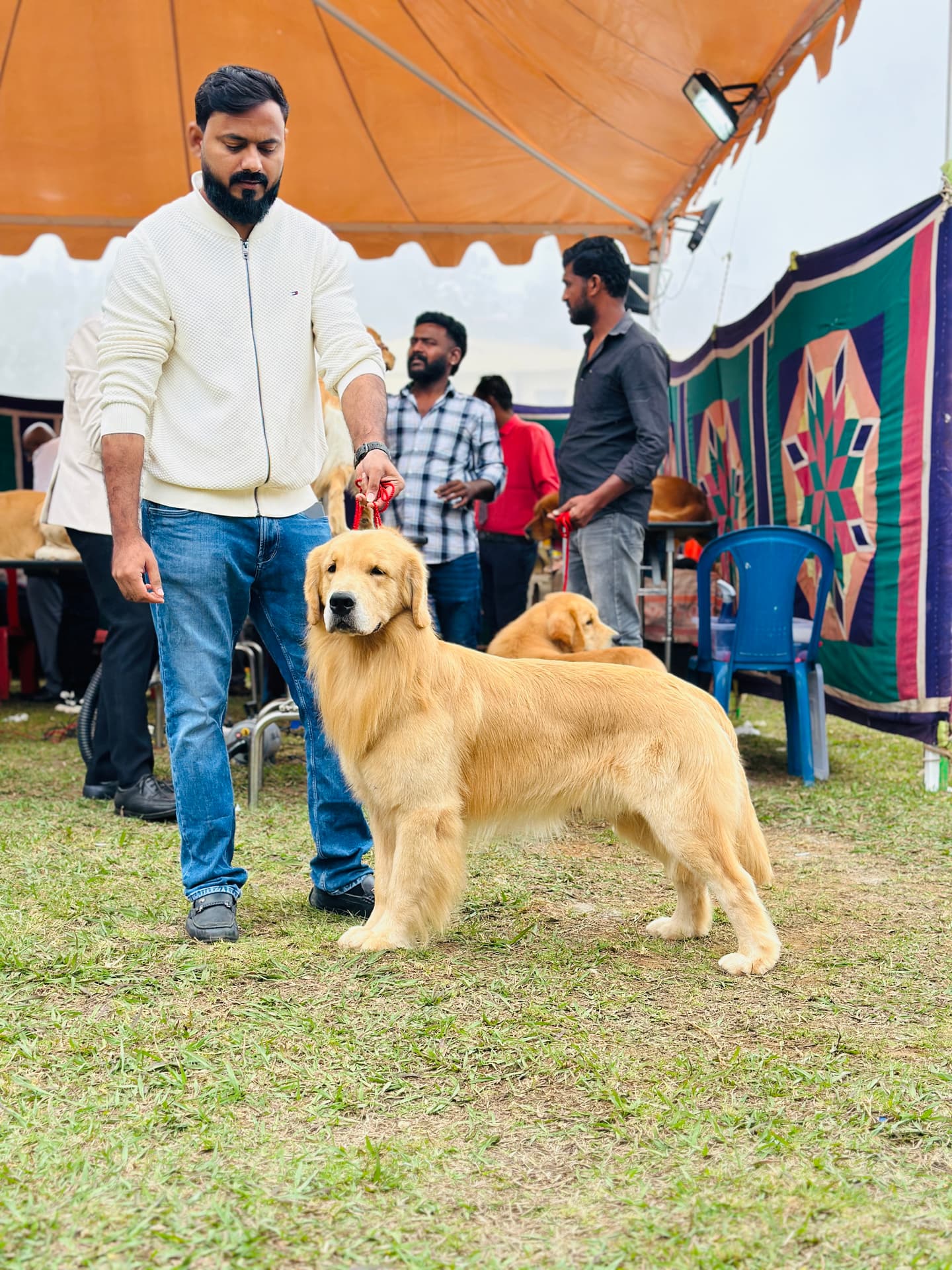 Golden Retriever at Danny Pet Store - Photo 7
