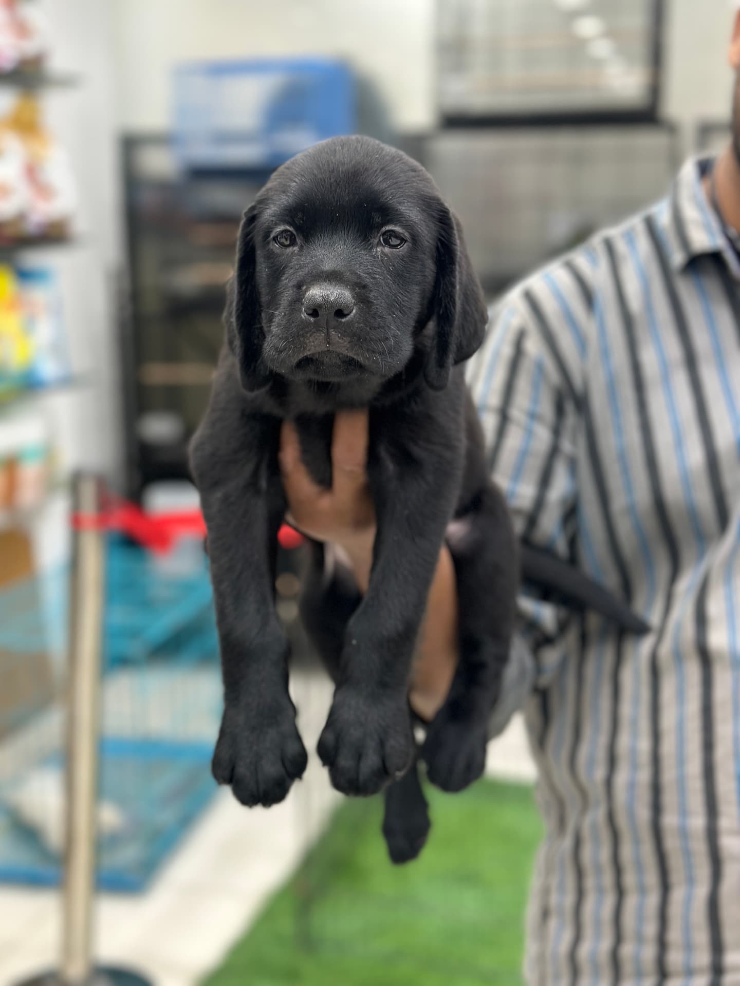 Labrador Retriever at Danny Pet Store - Photo 4