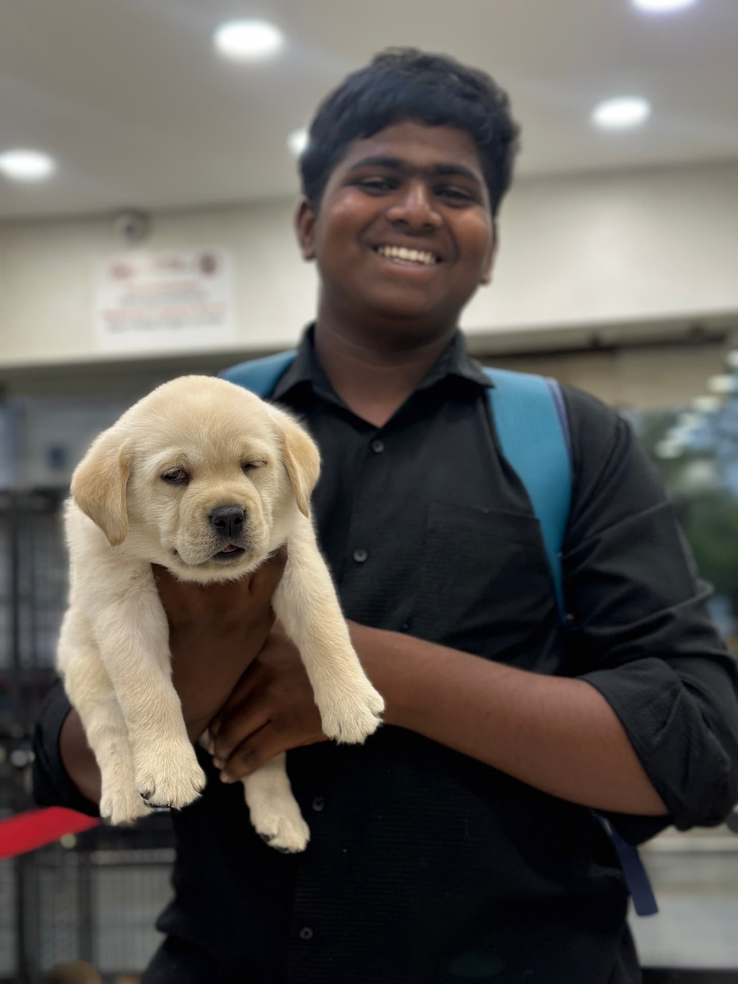 Labrador Retriever at Danny Pet Store - Photo 5