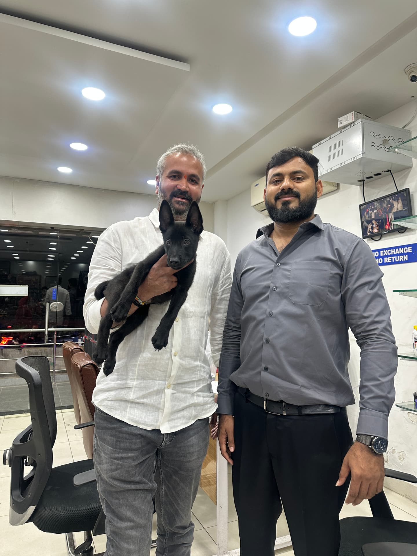 Labrador Retriever at Danny Pet Store - Photo 3