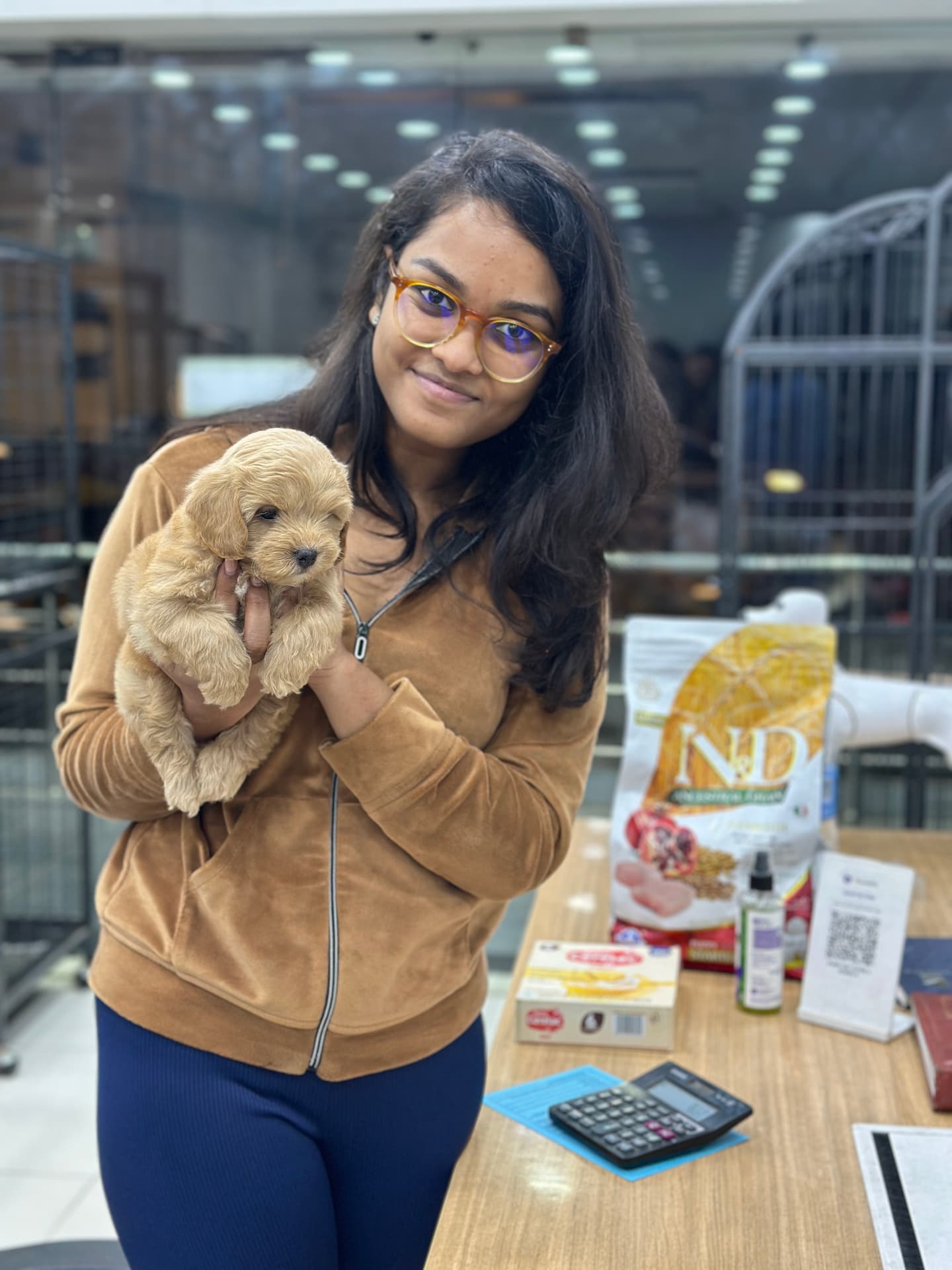 Maltipoo at Danny Pet Store - Photo 1