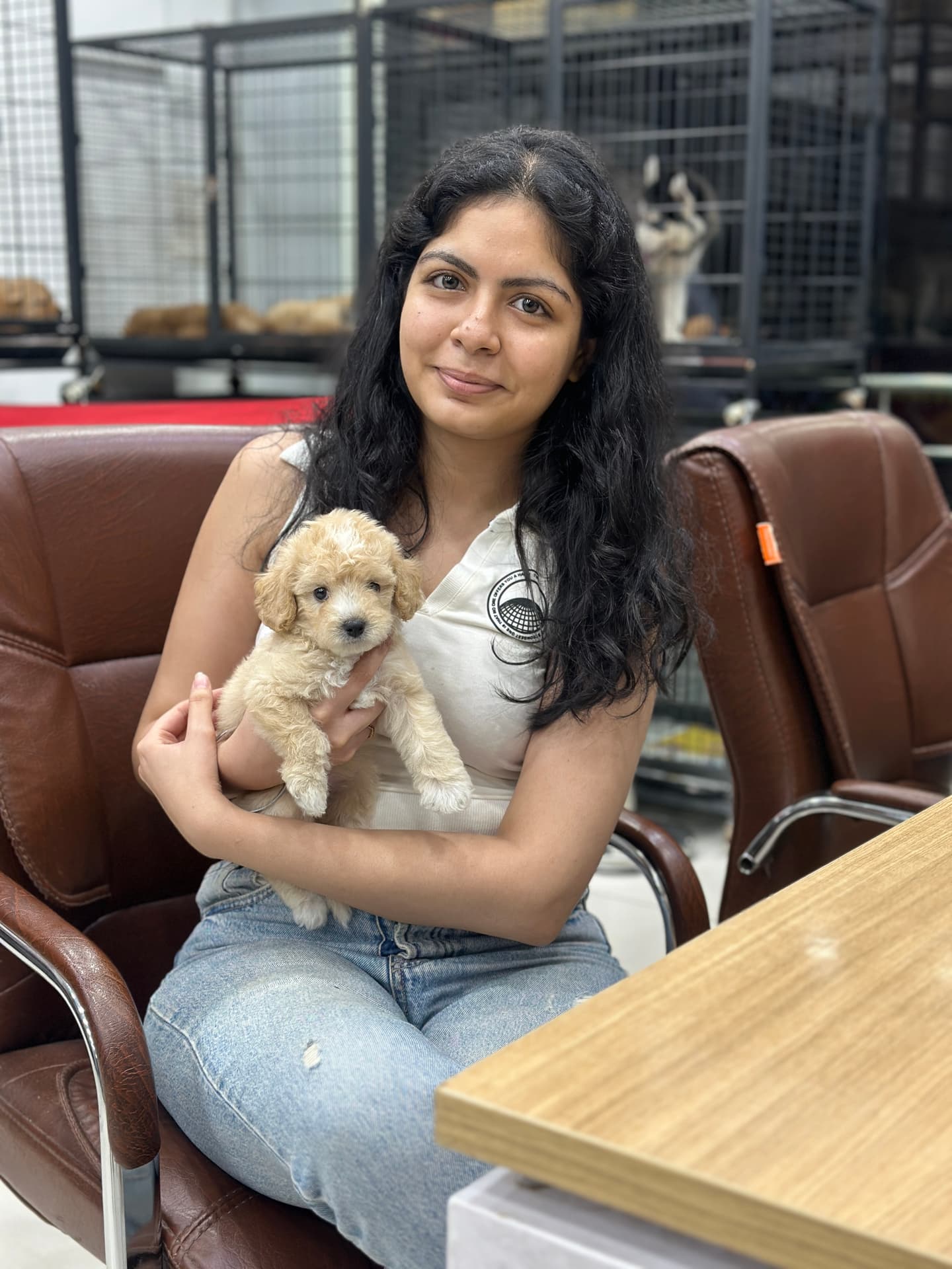 Maltipoo at Danny Pet Store - Photo 2