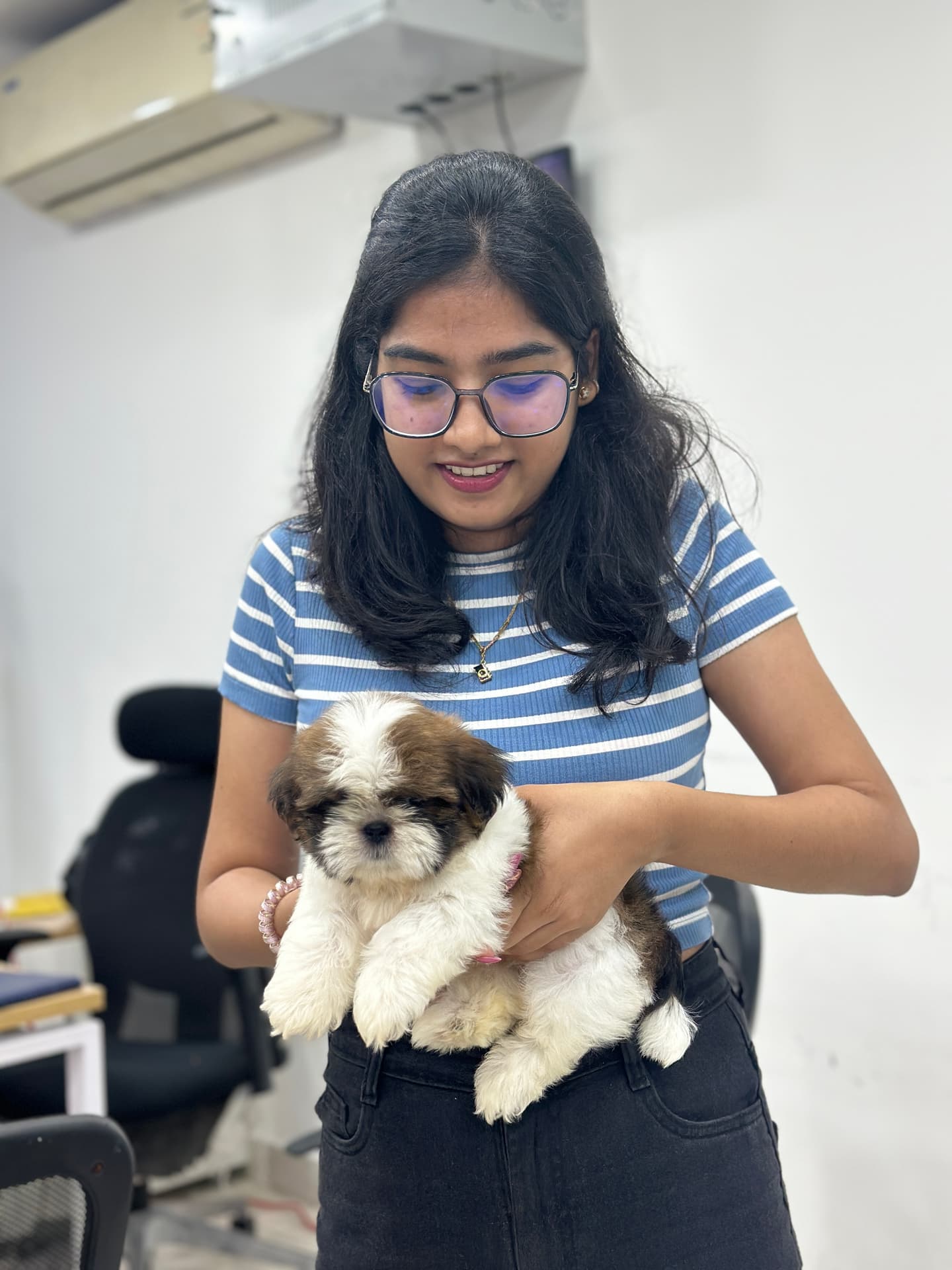 Shih Tzu at Danny Pet Store - Photo 1