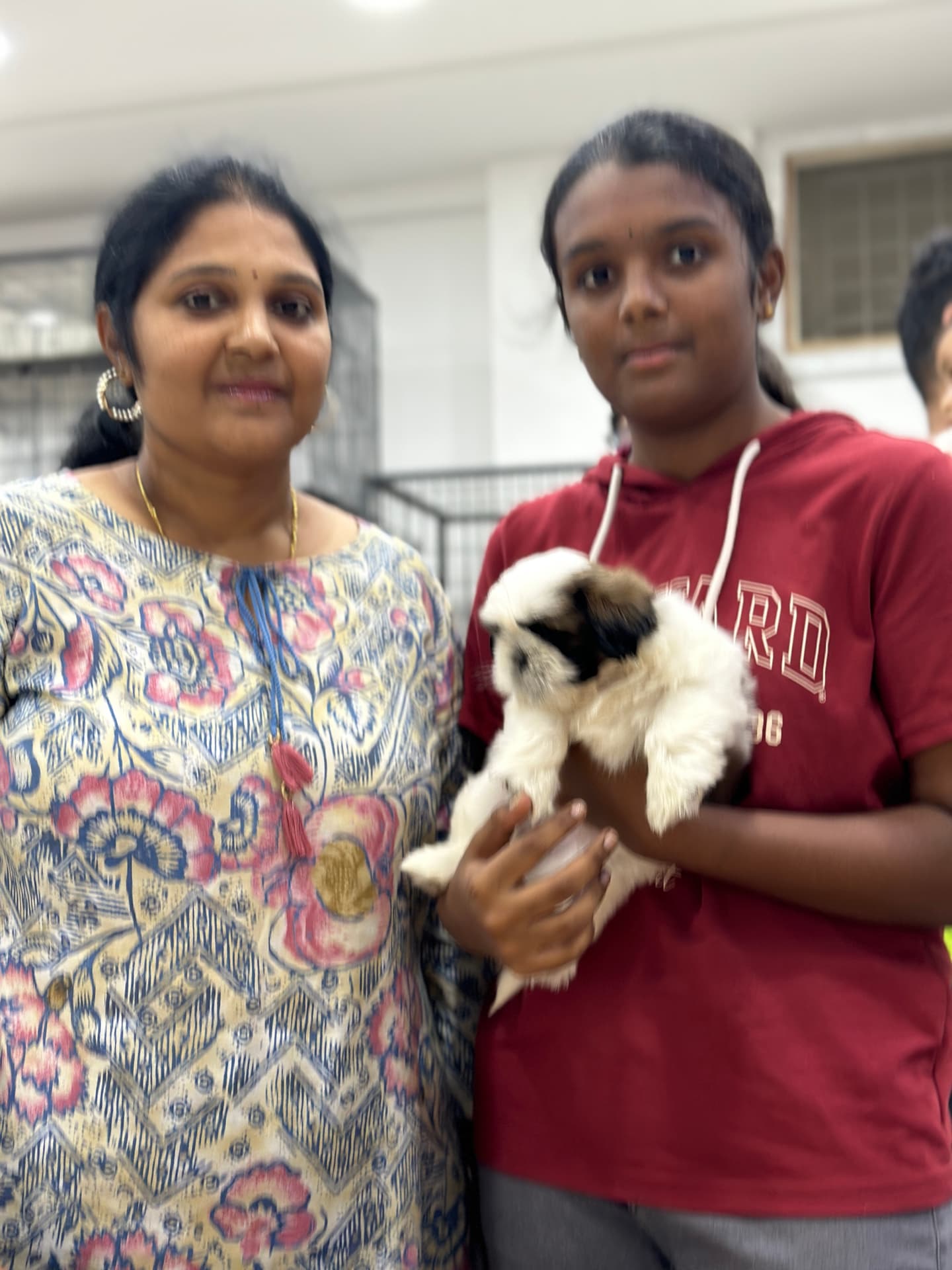 Shih Tzu at Danny Pet Store - Photo 5
