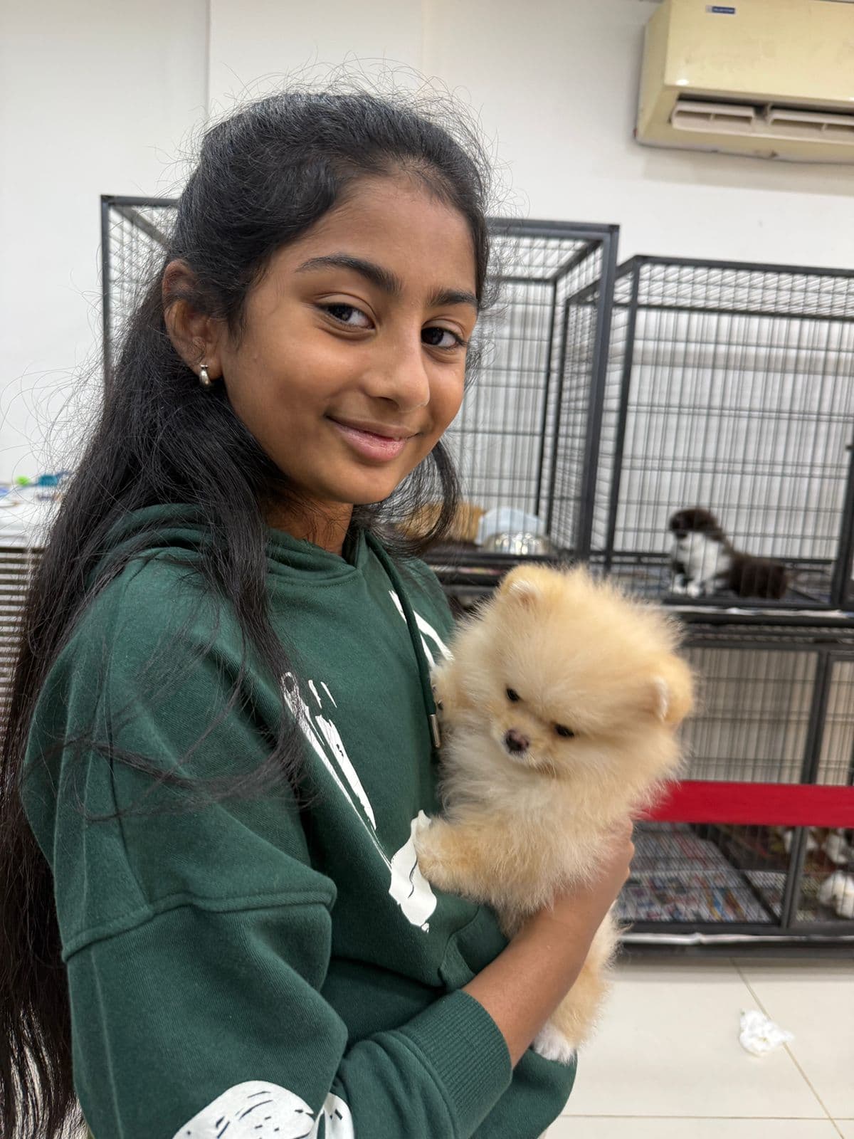 Pomeranian at Danny Pet Store - Photo 2