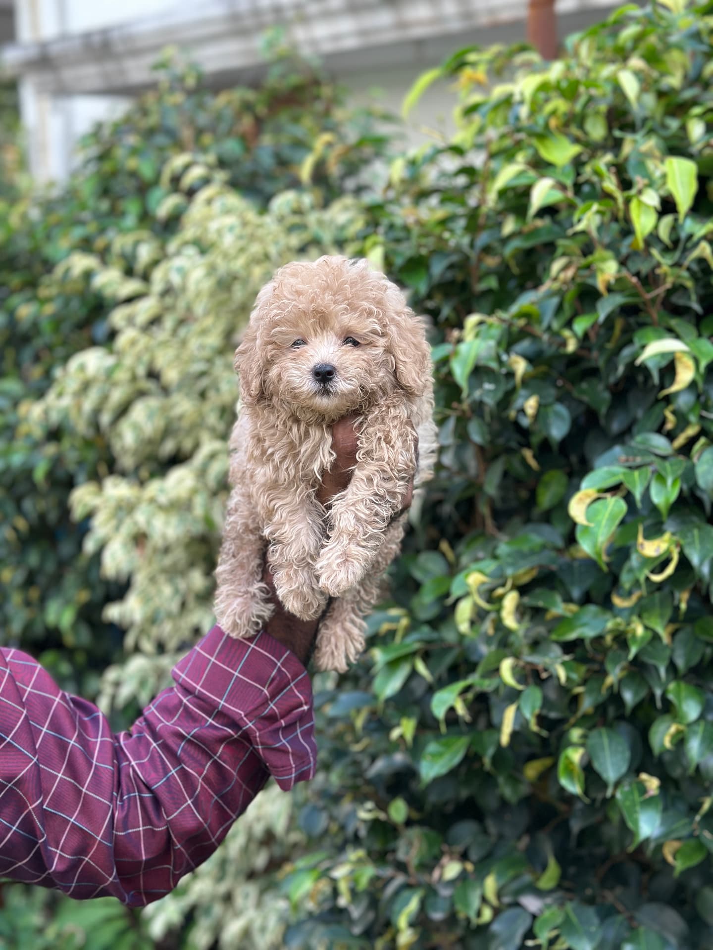 Poodle at Danny Pet Store - Photo 1
