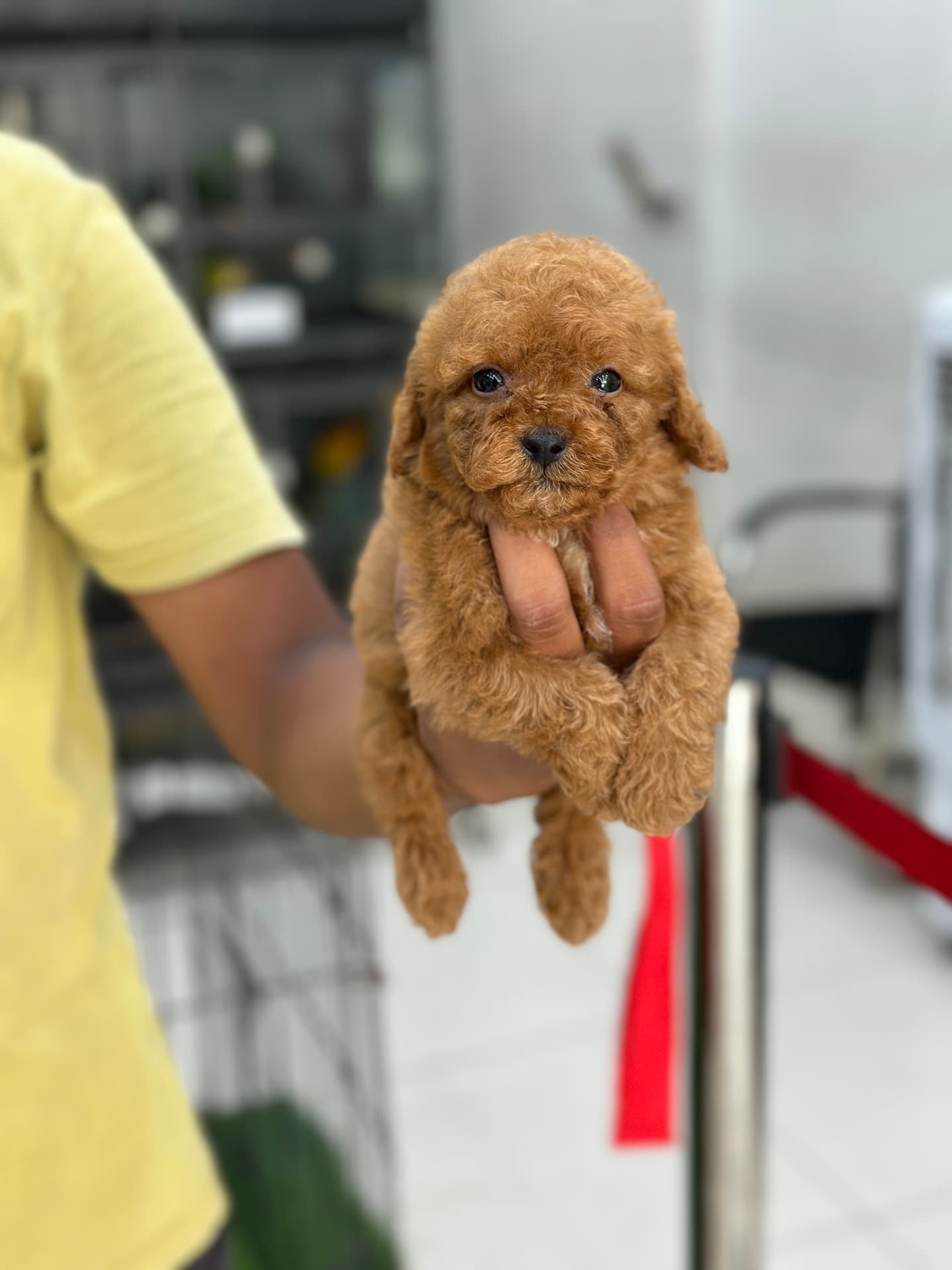 Poodle at Danny Pet Store - Photo 24