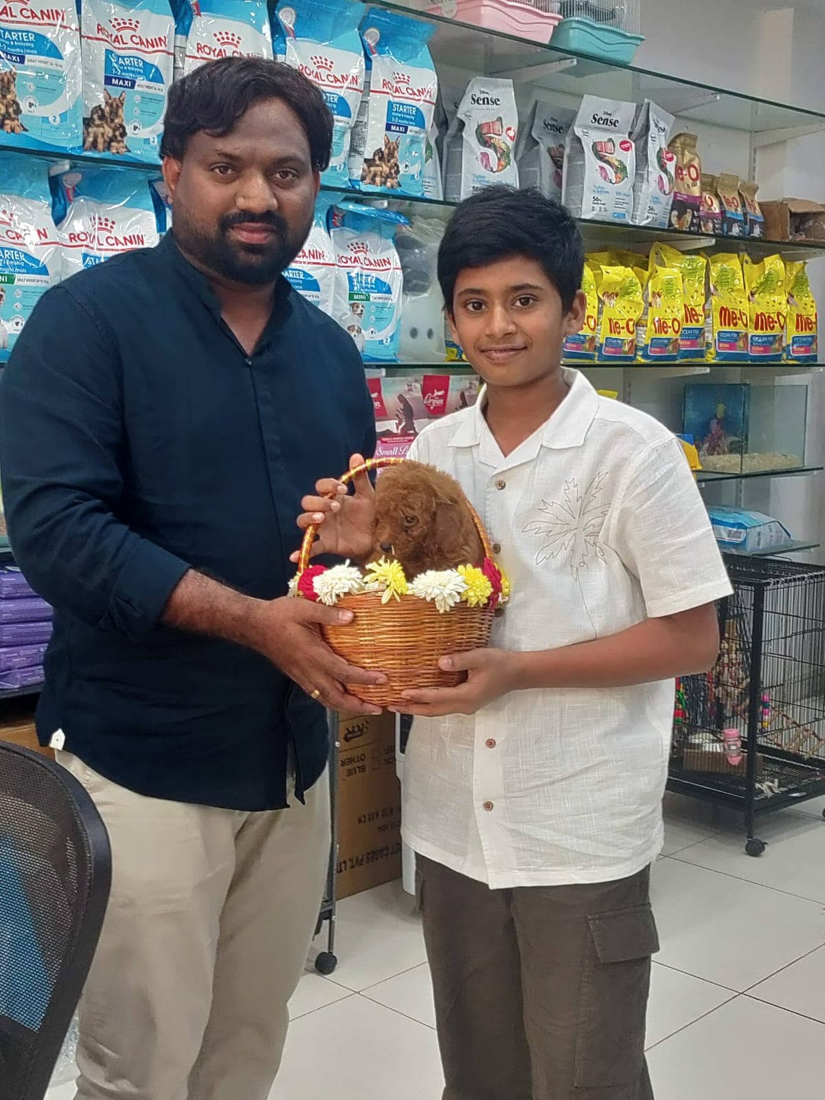 Poodle at Danny Pet Store - Photo 3