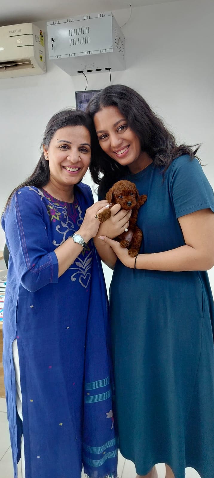 Poodle at Danny Pet Store - Photo 7