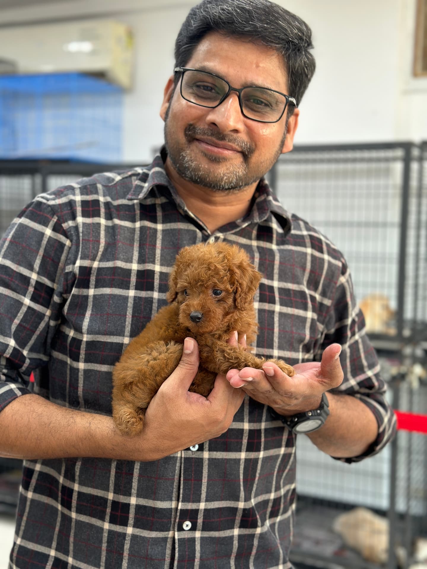 Poodle at Danny Pet Store - Photo 2