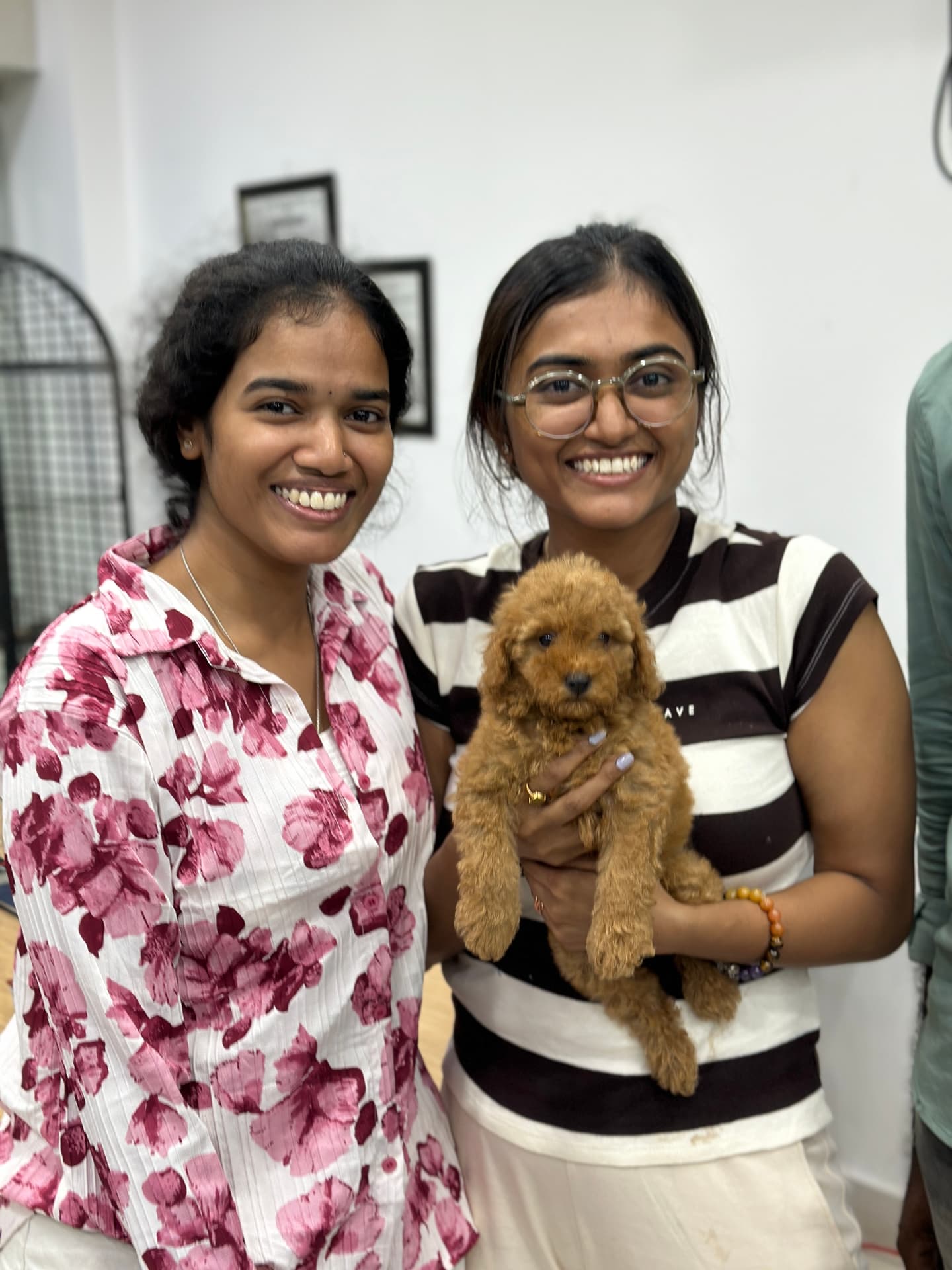 Poodle at Danny Pet Store - Photo 25