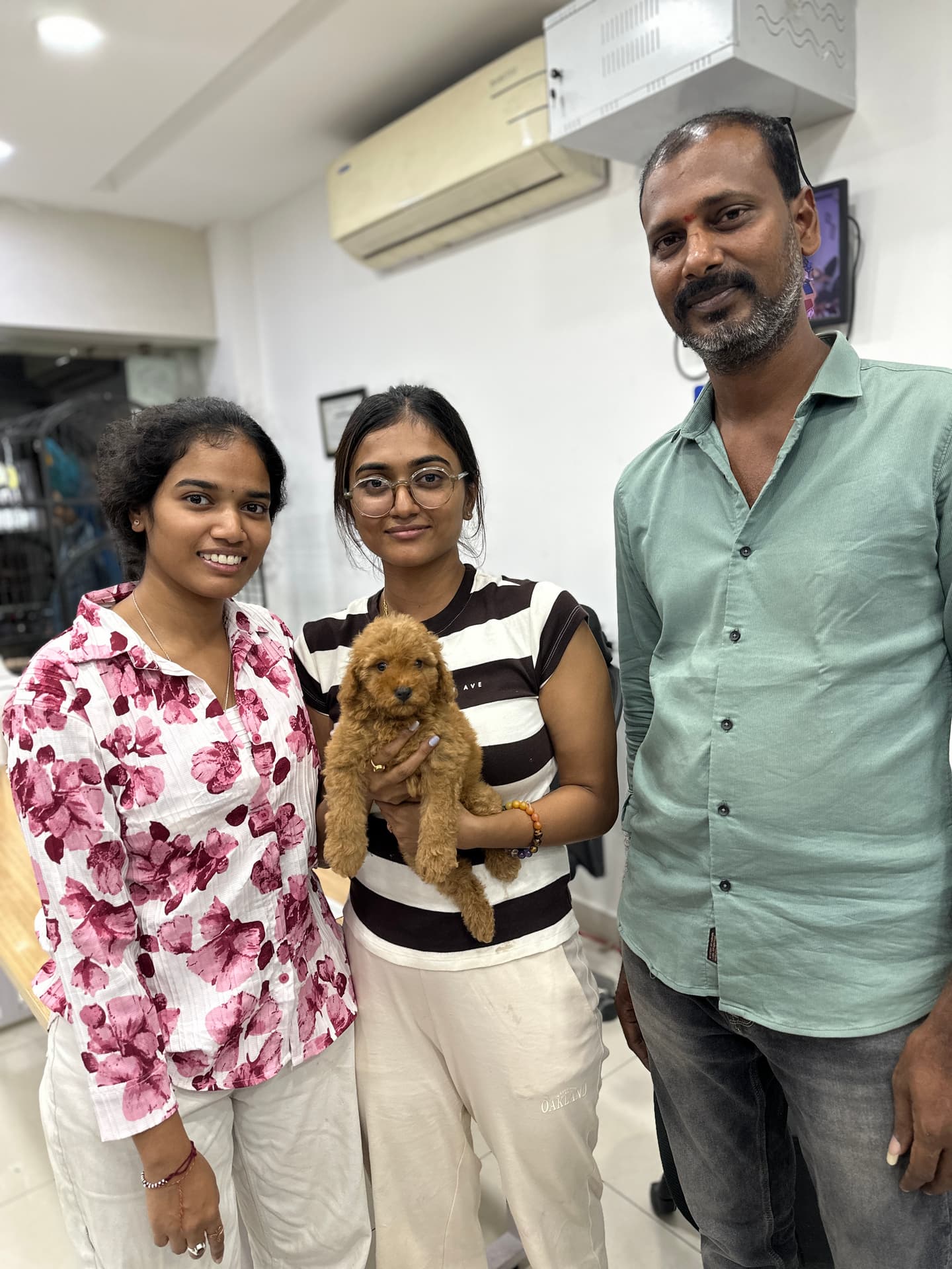 Poodle at Danny Pet Store - Photo 15