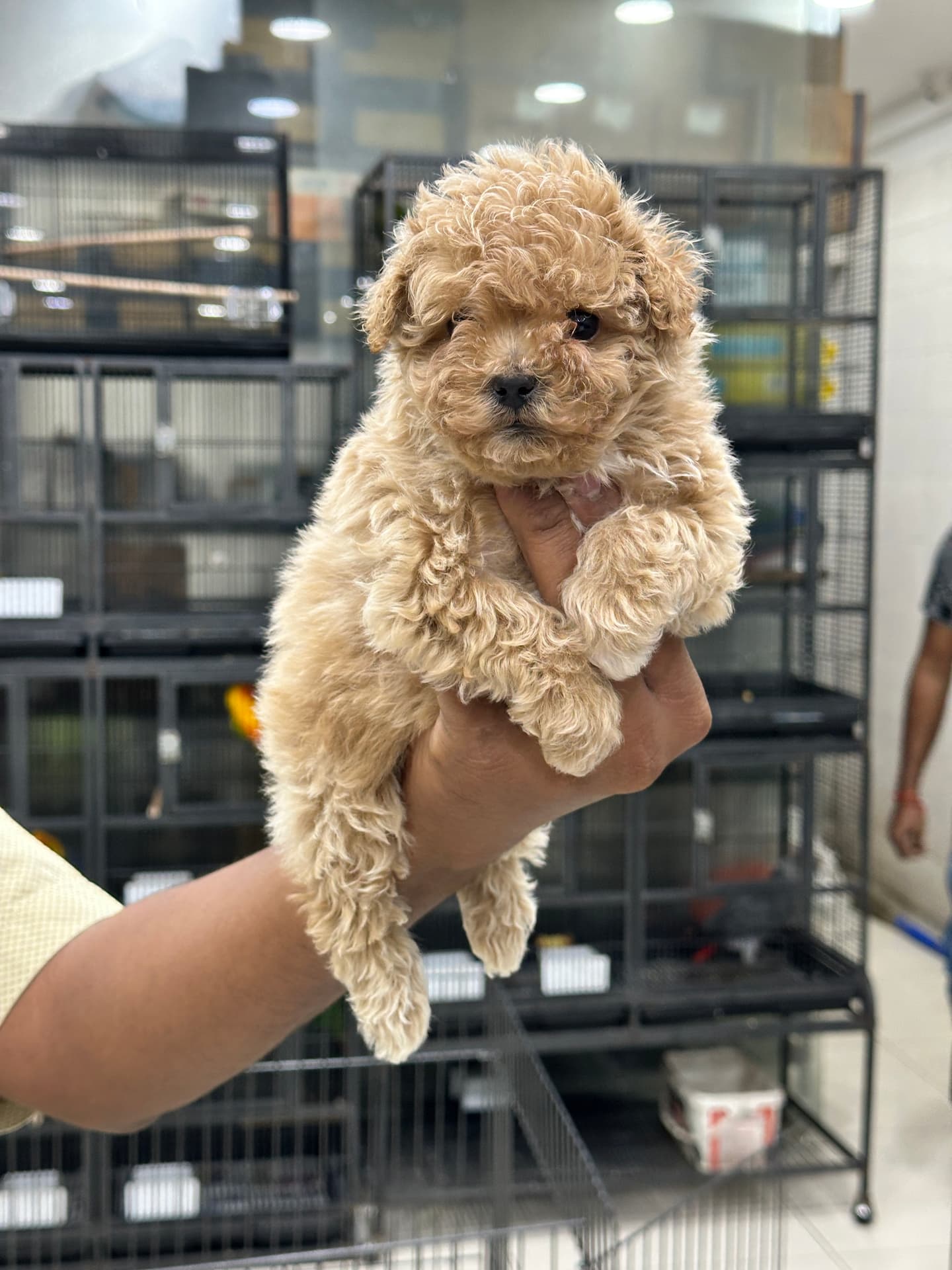 Poodle at Danny Pet Store - Photo 12