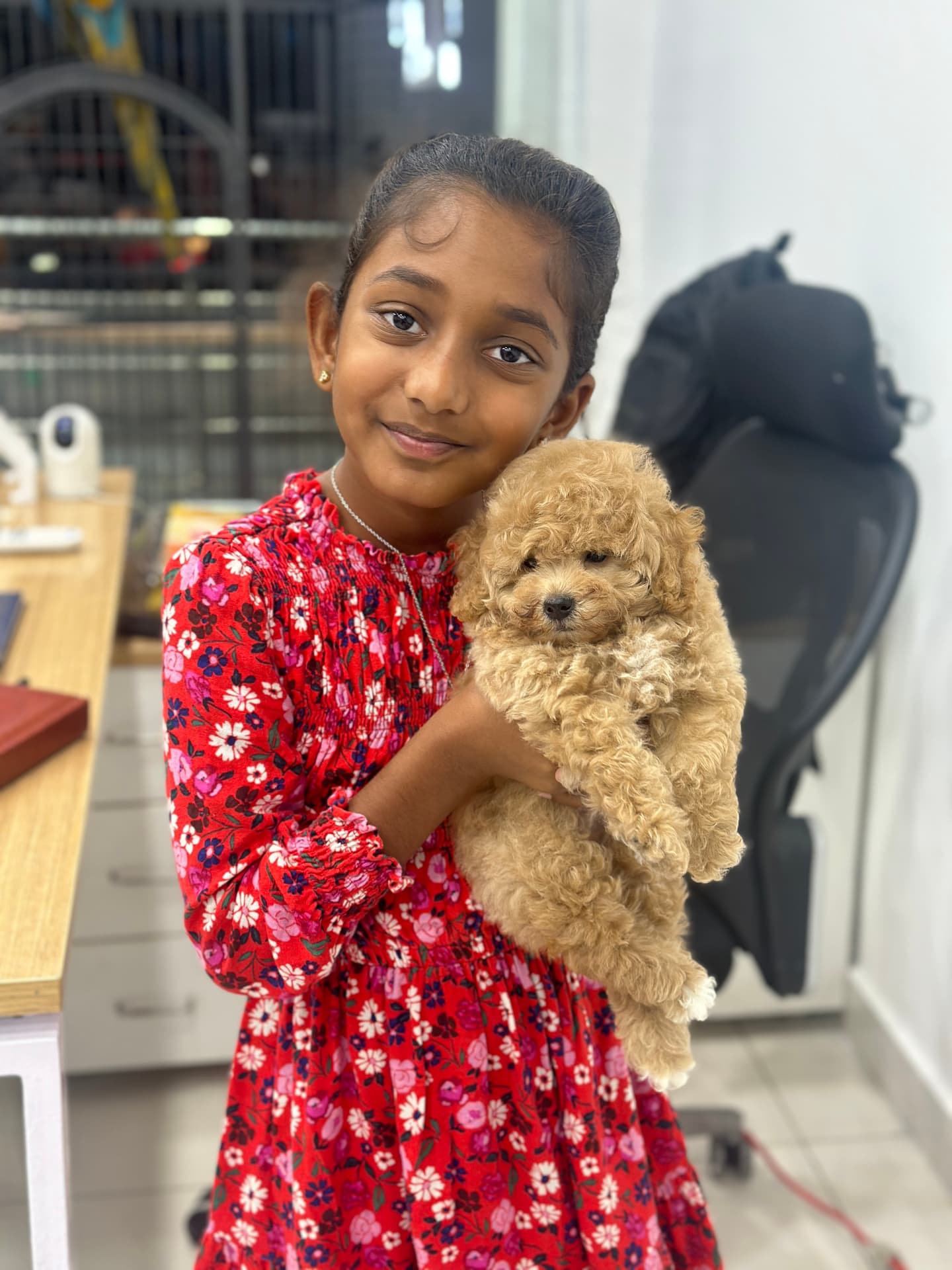 Poodle at Danny Pet Store - Photo 6